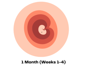 1 Month (Weeks 1-4)
