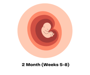 2 Month (Week 5-8)