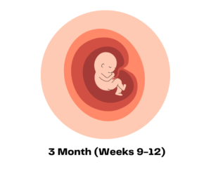 3 Month (Weeks 9-12)