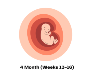 4 month (Weeks 13-16)