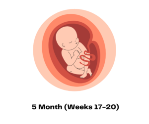 5 Month (Weeks 17-20)