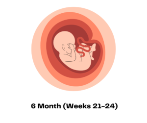 6 Month (Weeks 21-24)