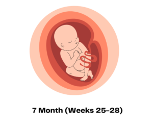 7 Month (Weeks 25-28)