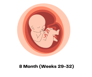 8 Month (Weeks 29-32)