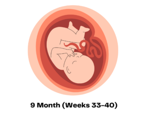 9 Month (Weeks 33-40)